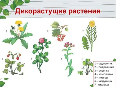 Иллюстрация 1 из 41 для Окружающий мир. 3 класс. Рабочая тетрадь. Учебное  пособие в 2-х частях. ФГОС - Андрей Плешаков | Лабиринт - книги. Источник:  ЕККА