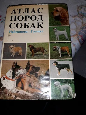 St ends - Атлас пород собак 🐕 Найманова Диана, Гумпал... | Facebook