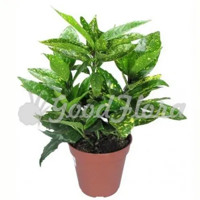 Декоративное растение \"Аукуба японская\" купить по низкой цене | \"Аукуба  японская\" в интернет-магазине kashpo.store