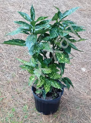 Аукуба японская Кротонифолия Голд Aucuba japonica Crotonifolia Gold 5л (И)  — цена в LETTO