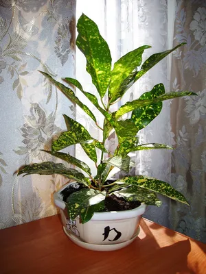 Аукуба японская (Aucuba japonica) D12 H25 купить в СПб