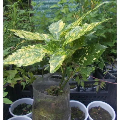 Аукуба японская Кротонифолия Aucuba japonica Crotonifolia 3л (И) — цена в  LETTO