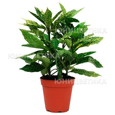 Аукуба японская Кротонифолия Голд Aucuba japonica Crotonifolia Gold 5л (И)  — цена в LETTO