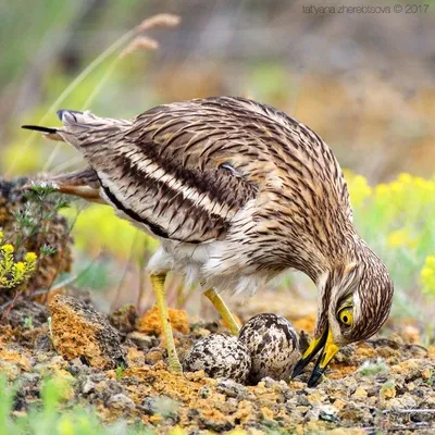 Авдотка — необычная птица « FotoRelax | Птицы