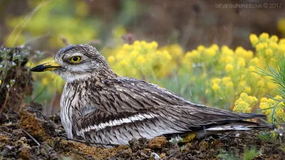 Авдотка — необычная птица « FotoRelax | Птицы