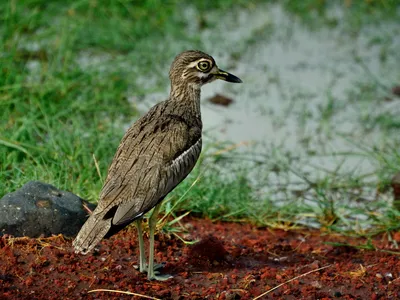 Птицы озера Маньяра в Танзании (National Park Manyara Lake)