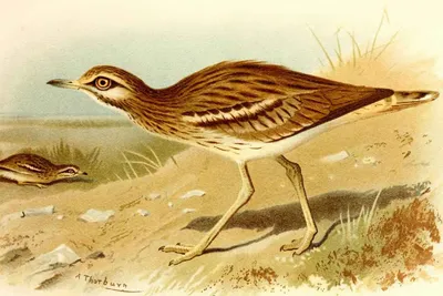 Авдотка - охотничья птица, болотная дичь