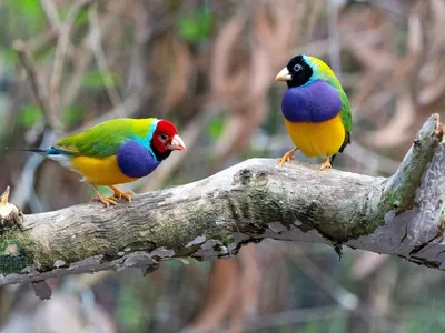Птицы Австралии на снимках Хизер Торнинг - Zefirka