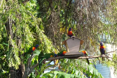 Птицы Австралии