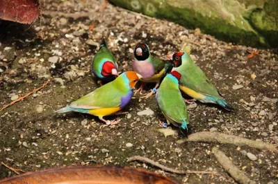 Райские птицы австралии, летают, …» — создано в Шедевруме