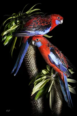 Пух и перья: в Австралии завершился конкурс на лучшие фотографии птиц |  Фотогалереи | Известия