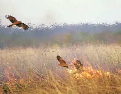 На Ямале будут разводить птиц из Африки и Австралии | «Красный Север»