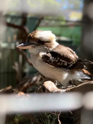 Птицы Австралии, Птица, животные, фотография, певчая птица png | PNGWing