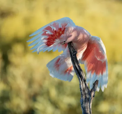 В Винновской роще поселились австралийские птицы эму. Фото Улпресса - все  новости Ульяновска