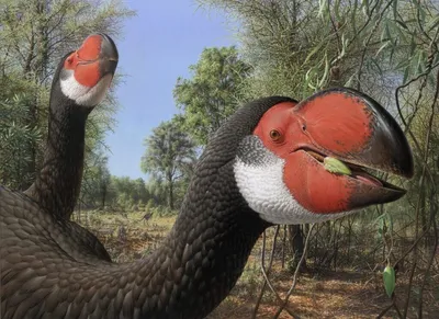 Сочинский «Дендрарий» пополнили птицы яркого окраса из Австралии | ОБЩЕСТВО  | АиФ Краснодар