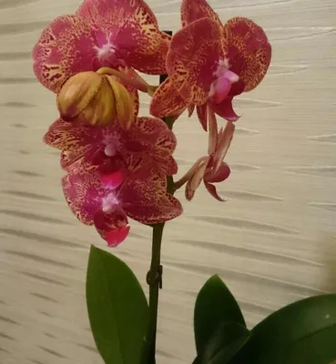 Орхидеи фаленопсис из АЗИИ. УХОД. Отличия азиатских орхидей от европейских.  | ВКонтакте