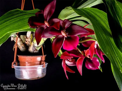 ОРХИДЕЯ. Проблемы с приобретением подростка орхидей | mrs.Gel | Дзен