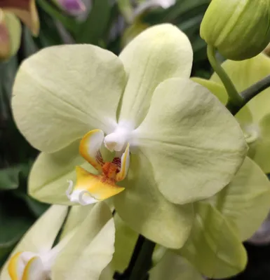 Орхидея азиатский дракон – купить в Химках, цена 1 000 руб., продано 22  марта 2018 – Растения и семена