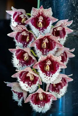 Коллекционые Азиатские орхидеи: 185 000 сум - Комнатные растения Ташкент на  Olx