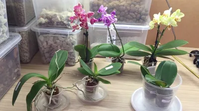 ОРХИДЕЯ. Проблемы с приобретением подростка орхидей | mrs.Gel | Дзен