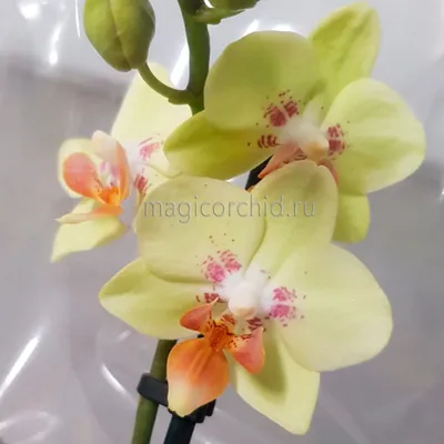 Орхидея - Дом цветов