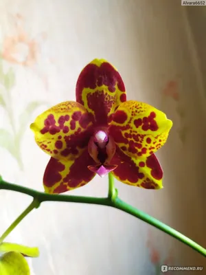 ⠀⠀⠀⠀⠀⠀⠀⠀Галерея Ваших Орхидей (@galereya_orhidei) • Instagram photos and  videos