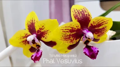 Орхидея Тропического Леса С Желтым Светом Азиатские Орхидеи Цветок Лаос —  стоковые фотографии и другие картинки Азия - iStock