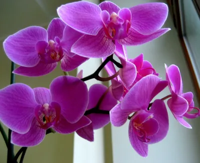 орхидеи из Европы и Азии в чём отличия ухода после покупки? - YouTube