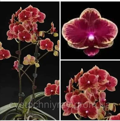 Азиатские фермеры выращивают орхидеи. Женщина садовника азии. Сокращение  орхидею в саду орхидеи Стоковое Изображение - изображение насчитывающей  красивейшее, шлем: 174185835