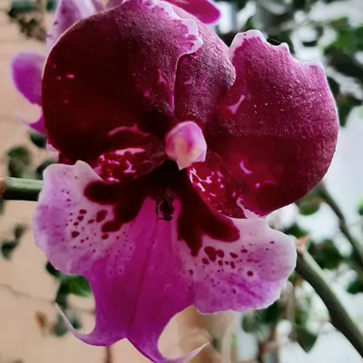 2. Азиатский фаленопсис МИКС 2.5 ( примеры цветения от покупателей в  карточке товара - \"Чудесные орхидеи\"