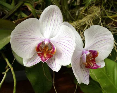 Орхидея фаленопсис GW Green World \"Snakeskin\" - «Мое персональное  жизнерадостное солнце. Необычный, яркий и очень эффектный. Расскажу, что  нужно делать, чтобы азиатская орхидея не загнулась у вас, и как правильно  ее адаптировать » |