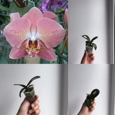 Азиатские орхидеи и всё, что нужно о них знать. | OrchidSale