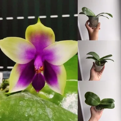 Первое ЦВЕТЕНИЕ моих АЗИАТСКИХ орхидей | азиатские орхидеи Flowering of my  orchids Орхидея Orchids - YouTube