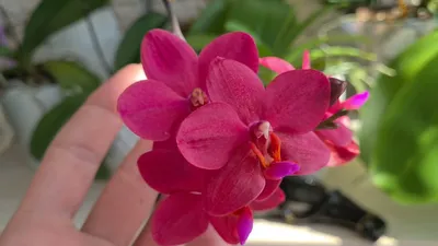 Цветение Азиатских ОРХИДЕЙ, какие орхидеи лучше Азиатские или Голландские -  YouTube