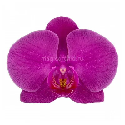 Орхидея фаленопсис азиатская интрига... - TopDreams орхидеи | Facebook