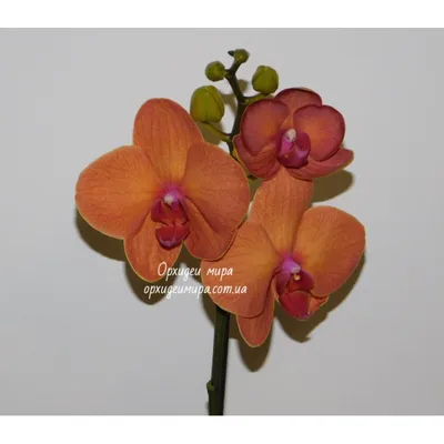 Орхидея фаленопсис GW Green World \"Snakeskin\" - «Мое персональное  жизнерадостное солнце. Необычный, яркий и очень эффектный. Расскажу, что  нужно делать, чтобы азиатская орхидея не загнулась у вас, и как правильно  ее адаптировать » |