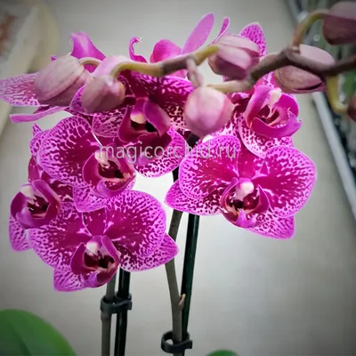 2. Азиатский фаленопсис МИКС 2.5 ( примеры цветения от покупателей в  карточке товара - \"Чудесные орхидеи\"