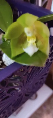 В наличии Сортовые азиатские орхидеи... - GreenHouse-Baku. | Facebook
