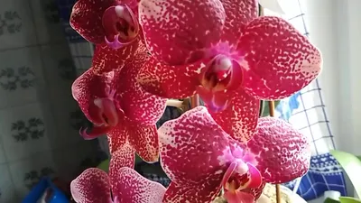 Орхидея Phal. Asian Coral - купить, доставка Украина