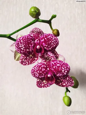 Орхидея Phalaenopsis (отцвел)