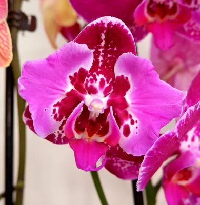 Тоня Cvetok | Азиатская орхидея Сезам первое цветение орхидеи #орхидеи |  Дзен