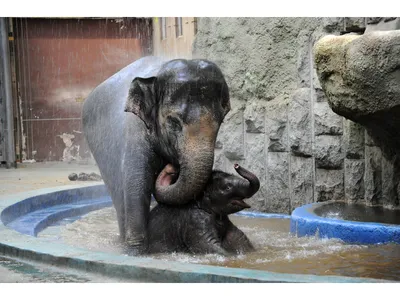 Азиатский слон в зоопарке стоковое фото. изображение насчитывающей  атакующего - 207697368