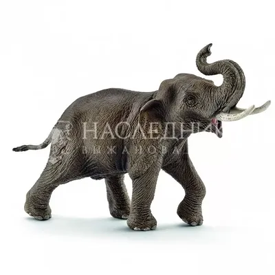 Азиатский слон | zoo-ekzo.ru - Экзотические животные