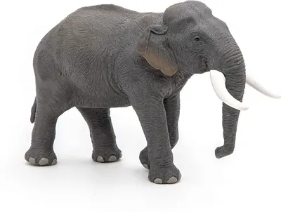 Азиатский слон оставаясь на его 2 ногах Стоковое Фото - изображение  насчитывающей земля, азиатский: 59422384