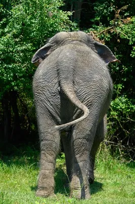 Фигурка Азиатский слон Papo 50131 — купить в фирменном магазине Papo