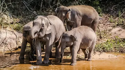 3d иллюстрация величественного азиатского слона, слон, Африканское сафари,  африканские животные фон картинки и Фото для бесплатной загрузки
