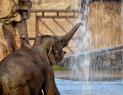 Азиатский слон Филимон прибыл в Казанский зооботсад из Московского зоопарка