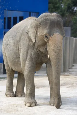 Индийские слоны — Википедия