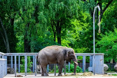 Азиатский слон поливает себя грязной водой. | Премиум Фото