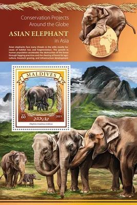 Фигурка SCHLEICH Азиатский слон детеныш 14755 купить по цене 2790 ₸ в  интернет-магазине Детский мир